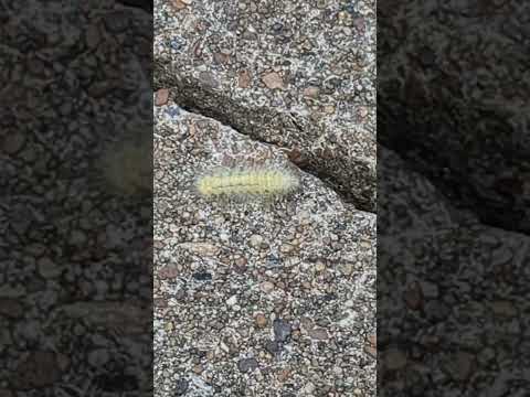 This caterpillar is in a rush #caterpillar #insectlife #caterpillarwatch #insectobservation