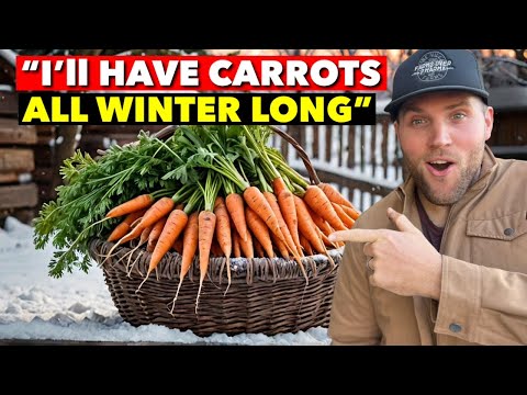 SURVIVING THE WINTER: HOW WE’RE OVERWINTERING 100 LBS OF CARROTS