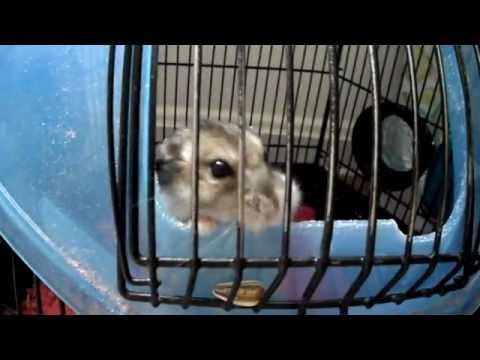 Milo the Winter White Hamster Episode 1