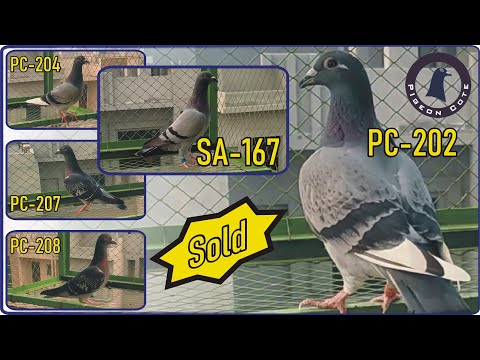 5 Racer Female Pigeon Series For Sale | Rare Pigeons | Pigeon Cote | Waleed Alam