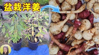 Potted Sunchocks🌻盆栽洋姜, 省地省力省心, 菊芋/鬼子姜