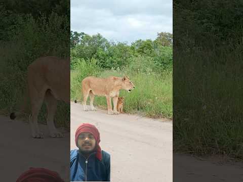 Lion attack 😱 #cutetings #latestsightings #animals #kruger #liontiger #comedy #krugersightings