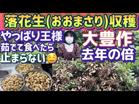 【楽しい落花生栽培〜収穫編】秋の味覚シリーズ最高の採れ高！落花生の王様おおまさり