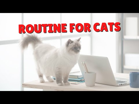 Routine Helps Cats Be Healthier | Two Crazy Cat Ladies #shorts