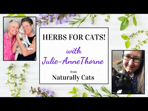 Interview With Naturally Cats! | Two Crazy Cat Ladies