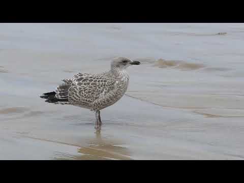 Seagull | Copyright Free Video Footage