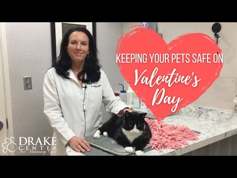 Keeping Your Pets Safe on Valentine's Day