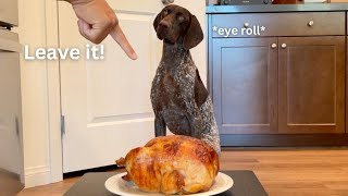 Leaving My Dog Alone With A Juicy Whole Chicken | German Shorthaired Pointer