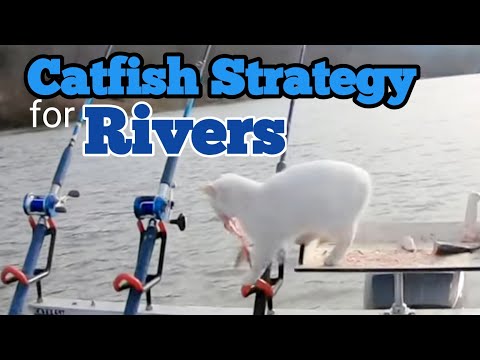 Targeting Blue Catfish on a River Bend