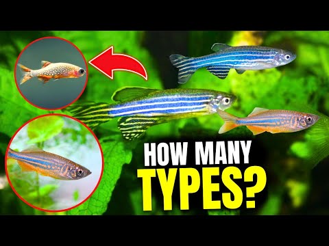 Here Are The 9 BEST Types of Danios