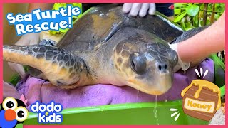 How Will Rescuers Use HONEY To Save This Sea Turtle? | Rescued! | Dodo Kids