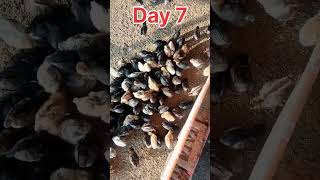 Chicks day 7 in our poultry farm #poultrydays #chicks #poultryfarming #birds #farm