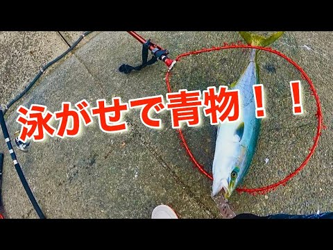 【カマスの泳がせ】念願の青物！！