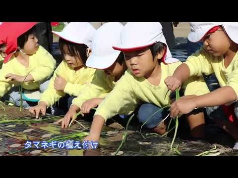 タマネギの植え付けとほうれん草の種蒔き（2024 11 22）