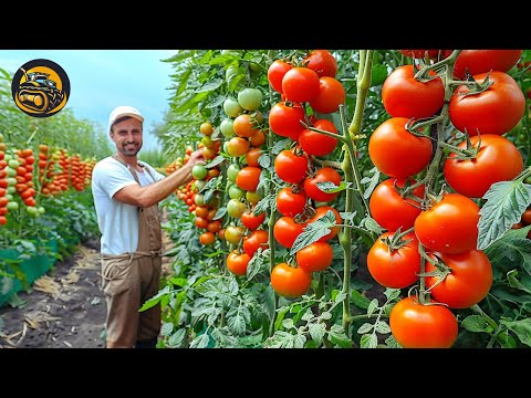 How Tomato Get Balance Between Taste And Size - Agriculture with Grand Machine