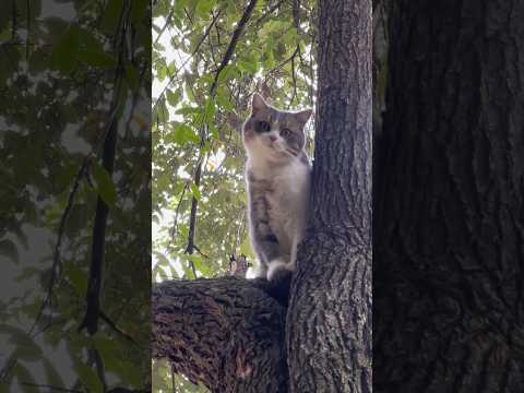 This is freedom.🐈 #cat #meowsome #cute #meowed #funny #meowmoew #kitten #meows #pets #catmeowing