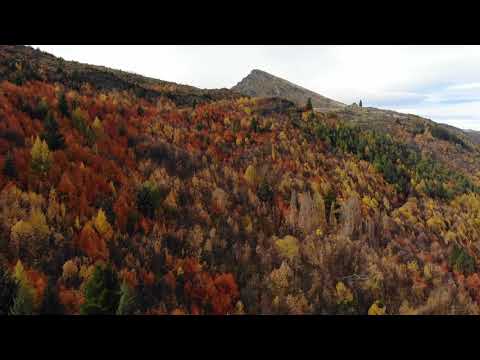 Drone Over Autumn Trees | Copyright Free Video Footage