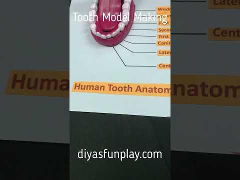 tooth model for school projects - #shorts - teeth model - #scienceproject - #diyasfunplay