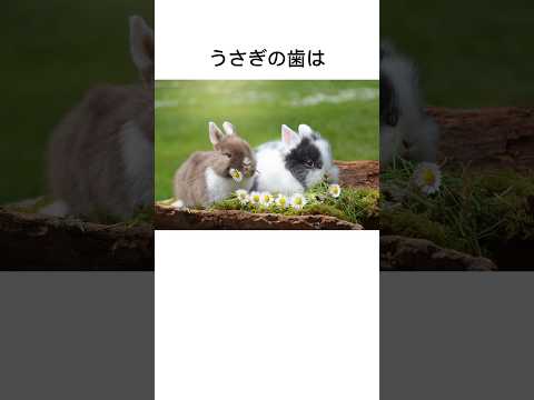 うさぎにまつわる雑学#雑学#豆知識#ウサギ