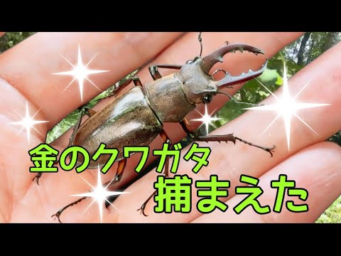 ワイ「木の上にクワガタっぽいのおるな…せや！」