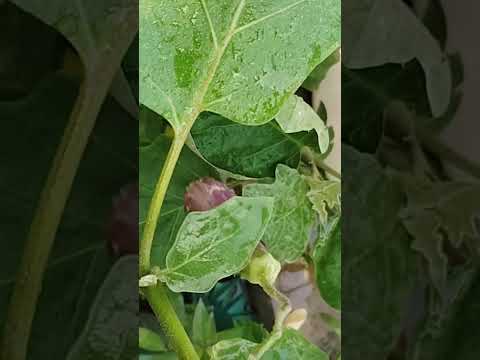 Brinjal tree#brinjal #tree #gardening #gardenplants #gardentour #shortvideo #short #youtubeshorts