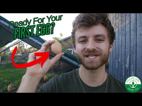 How to Raise Chickens & EASILY Get Your First Egg! 🥚 A Beginners Guide