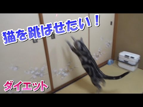 猫を跳ばせたい！ダイエットのレーザーポインター遊び（アメリカンショートヘア）