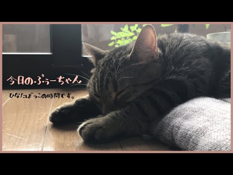 【ぬいぐるみみたいに眠る猫】ひなたぼっこ