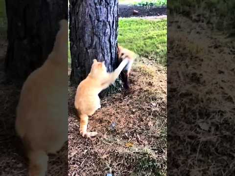 cat and fox fight 💥 #shorts #short #shortvideo #trending #foxfun #catfun