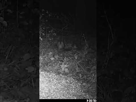 FLYING SQUIRREL grabs a Peanut from A Pile of Peanuts and Hops off to enjoy its treat! #trailcam