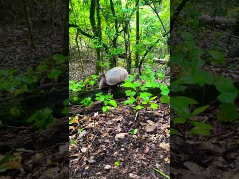 Curious Armadillo crosses hiking path - The cutest thing you’ve Ever Seen￼ - Pine Mountain Georgia