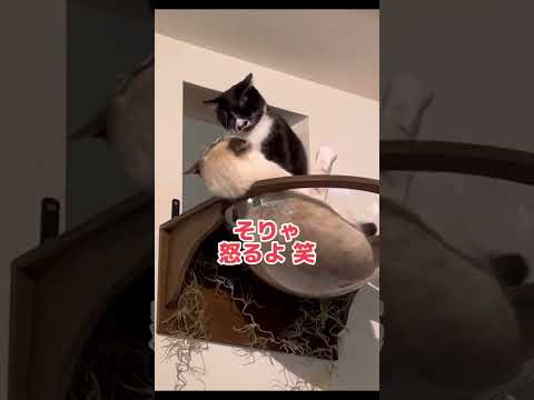 居場所を取られた猫の反撃。 #cat #shorts