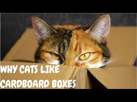 Why Do Cats Like Cardboard Boxes - Why Cat Love Box