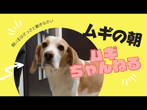 【ビーグル犬】ムギと飼い主の朝