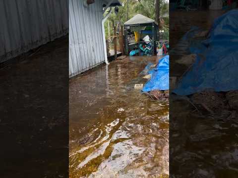 Hurricane aftermath… #hurricane #storm #florida #flooding #debby #hernandocounty #south #peace