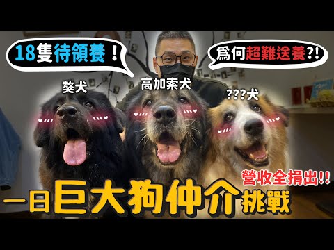 一日巨大猛犬仲介挑戰!18隻巨型犬等待領養!全台第一個巨犬中途之家!一日店長所得全捐!捐三萬! 【公益】【許伯簡芝】【公益】