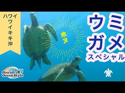 【ハワイ・ウミガメ】幸運を呼ぶホヌ！ワイキキ沖に生息しているホヌスペシャル！Diving at Turtle Canyon, Hawaii