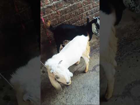 Mere ghar ke bakhra goat #bakhra #goat #goat #animals