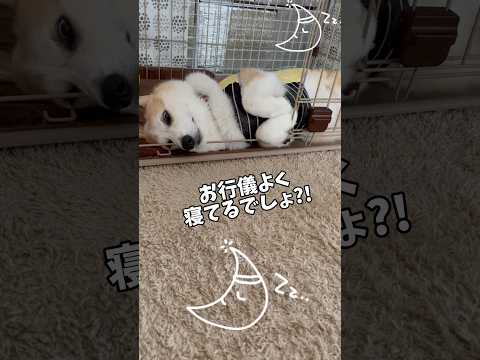 この姿何〜😂😂幽霊👻それにしても、後ろのあんよが可愛い❤️#わんこ #コーギー #犬動画 #癒し #ウェルシュコーギー #いぬのいる生活 #わんこ動画 #わんことの日常 #いぬ #コーギー犬