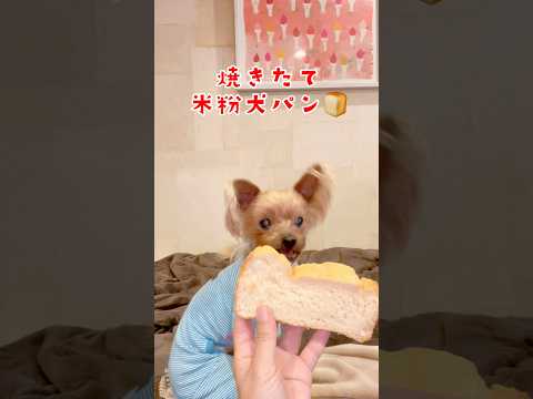 【犬のおやつ 無添加 手づくり】焼きたて米粉犬パンに大喜び🍞🐶❤️🐶#dog #可愛いわんこ #犬のいる暮らし #わんこ #わんちゃんのいる生活 #癒しワンコ