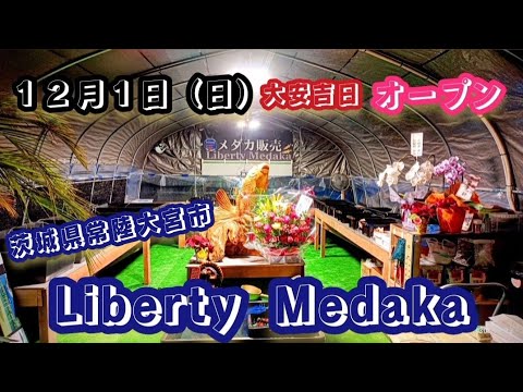 本日１２月１日（日）大安吉日オープン✨Liberty Medaka🐟 茨城県常陸大宮市　#メダカ #メダカ販売 #メダカ屋 #茨城メダカ #開店 #めだか #改良メダカ #LibertyMedaka