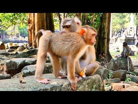 Super cute Tiny Monkey LEO never goes far from Mom Libby cuz he needs his mother's warmth.