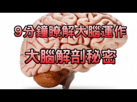 9分鐘瞭解大腦運作，大腦解剖秘密