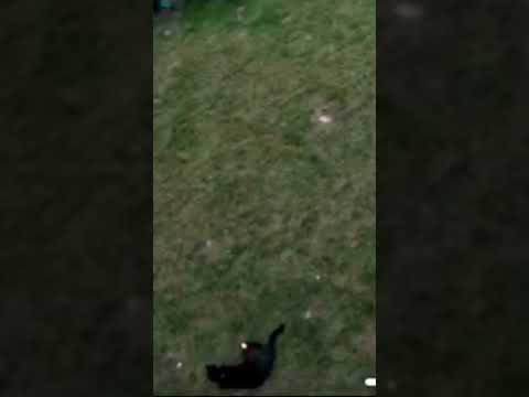 Denzal doing a backflip 🫣#funny #funnycats #funnycat #humor #laugh #shorts #catmom #viralvideo