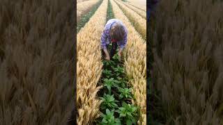 Chili Farming Techniques  Facing Heavern Pepper Variety #satisfying #shortsvideo