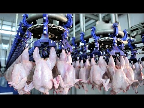 HOW IT'S MADE: Chicken Breast in Factory