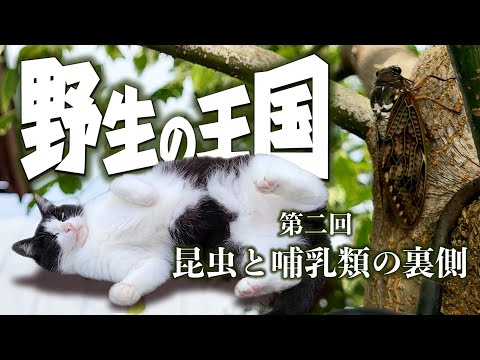 【野生の王国】第二回 昆虫と哺乳類の裏側