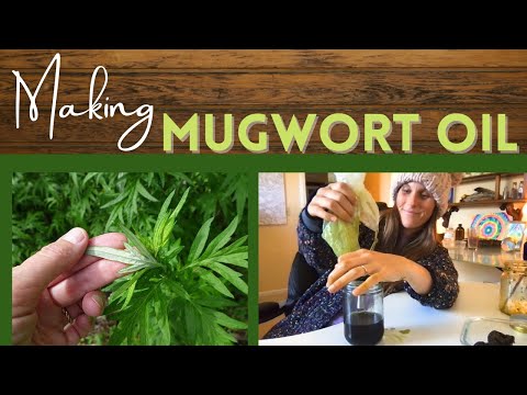 Mugwort infused oil - Strain with me