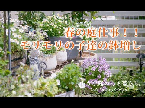 ガーデニング Vlog｜春の庭仕事！！モリモリの子達の鉢増し｜ 〜小さな庭のある暮らし 160〜Gardening ｜ Life in a tiny garden