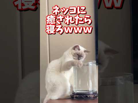 ネッコの動画で癒されたら寝ろｗｗｗ　#2ch #2chまとめ 動物スレ #2ch面白いスレ #動物 #犬 #猫 #癒やし #ねこ動画